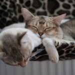 pexels-canaros-2870510